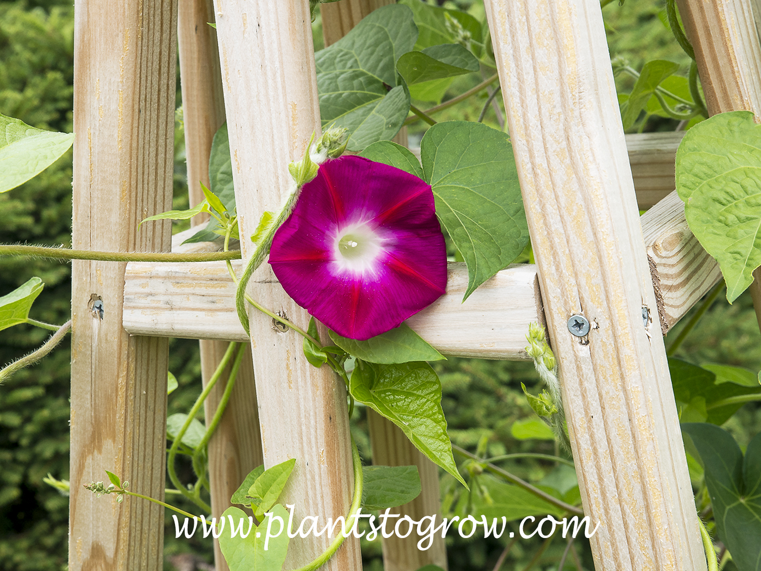 Crimson Rambler Morning Glory (Ipomoea)